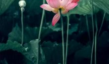 那时那四季之美