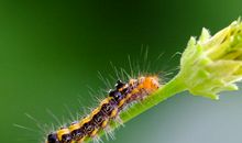 毛毛虫也有美丽的时候