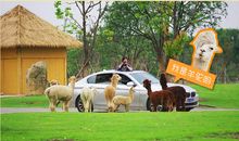 淹城野生动物园一日游