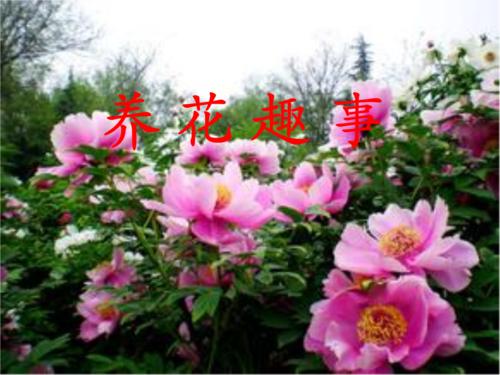 养一朵花