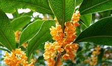 等到桂花飘香时