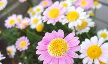 繁花未落，好好珍惜