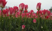 因为你，我的世界花开