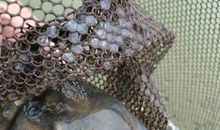 脑袋里有虫子作文