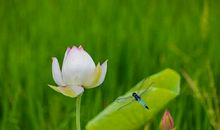 心存善念，且适从容