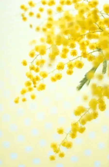 那个恒星花组成