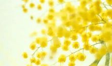 那一抹桂花香作文