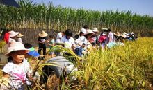 课外活动之劳作的快乐