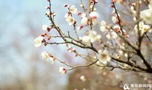 让合作之花绽放枝头