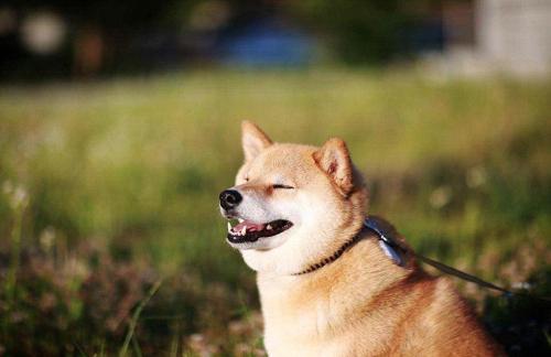 微笑也是爱