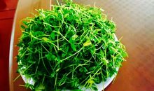 品尝芽苗菜的辣爽