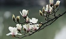 绿荫上的玉兰花