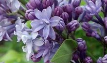 有一种美叫做静