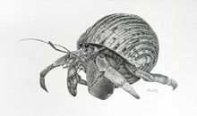 我做“寄居蟹”