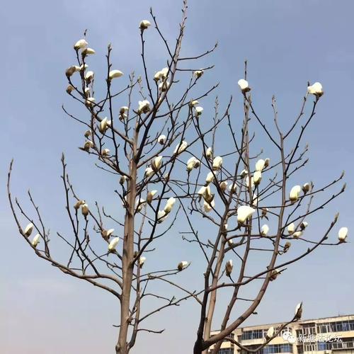 白玉兰市