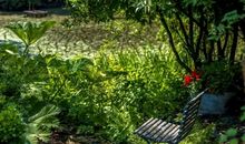 假如我是大自然的一员