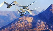 向再次绽放重新出发