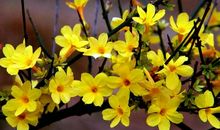 迎春花的滋味