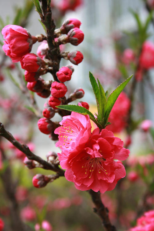 桃花