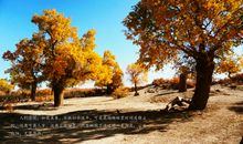 凄凉大街中的温暖