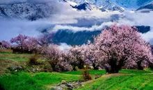 城外的那片桃花林