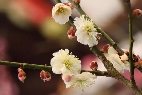 找一个春天的故事