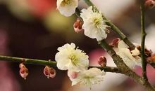 寻找春天的故事