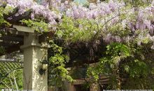 紫藤花架的四季