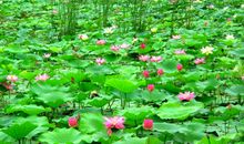 怀念荷花满塘的日子