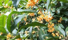 那丹桂飘香的季节