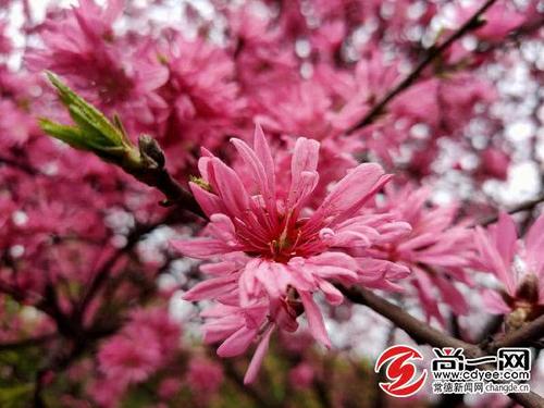 桃花是最珍贵的