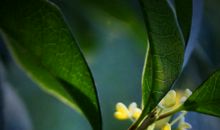 又是寒梅飘香时作文