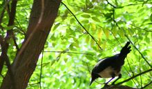 留住那一声鸟鸣