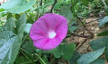 《不起眼的花》诗歌