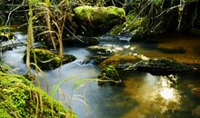 小溪流的大海梦