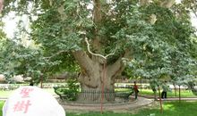 我想做棵梧桐树