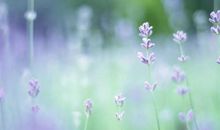 让信念之花长满杂念之丛