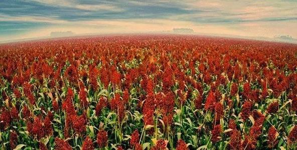 掌握高粱