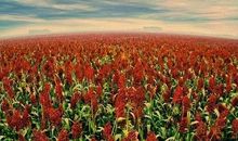 难忘儿时的那片高粱地