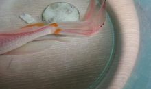 我发现了金鱼的奥秘