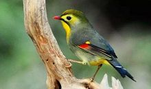 写给翠翠的一封信