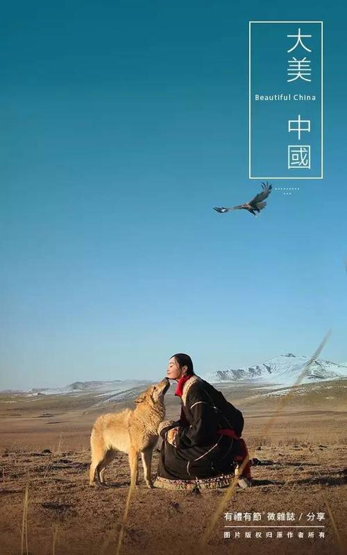 漂浮在腾格的狼獾 - 电影“狼图腾”