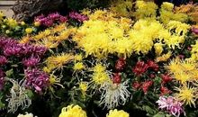 菊花飘香的季节