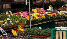 菜场里的向日葵