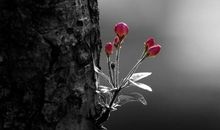 把握人生，绽放光彩