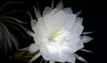 让花再开一会儿吧