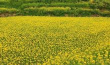 生活到处是花香