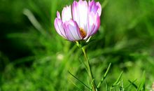 倾听花朵的声音