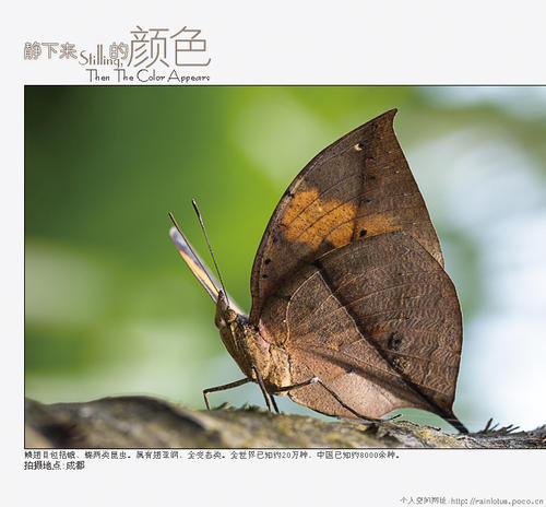 双胞胎蝴蝶的眼泪