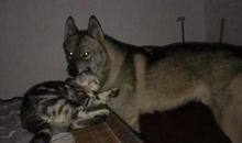 不一样的狗叫声